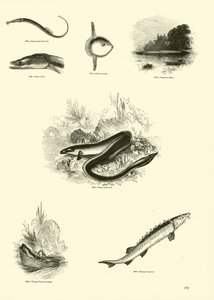 Page from The Pictorial Museum of Animated Nature