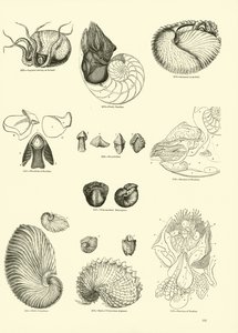Page from The Pictorial Museum of Animated Nature