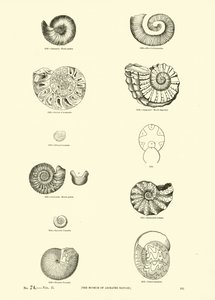 Page from The Pictorial Museum of Animated Nature