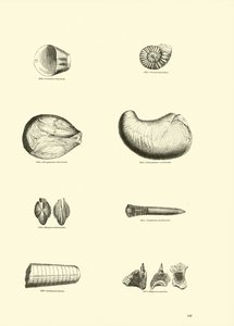 Page from The Pictorial Museum of Animated Nature by English School
