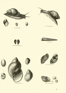 Page from The Pictorial Museum of Animated Nature by English School