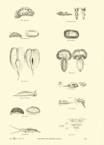 Page from The Pictorial Museum of Animated Nature