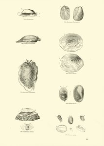 Page from The Pictorial Museum of Animated Nature