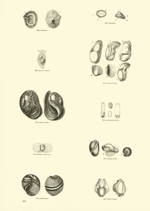 Page from The Pictorial Museum of Animated Nature