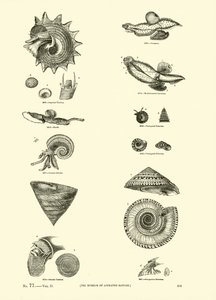 Page from The Pictorial Museum of Animated Nature