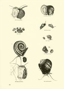 Page from The Pictorial Museum of Animated Nature