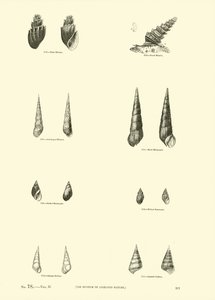 Page from The Pictorial Museum of Animated Nature by English School