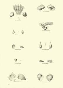Page from The Pictorial Museum of Animated Nature