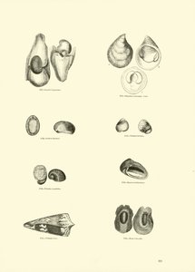 Page from The Pictorial Museum of Animated Nature