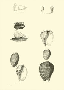 Page from The Pictorial Museum of Animated Nature by English School