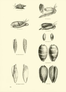 Page from The Pictorial Museum of Animated Nature