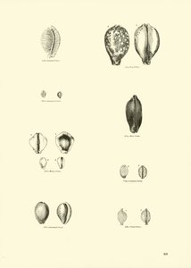 Page from The Pictorial Museum of Animated Nature by English School