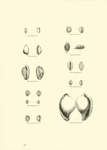 Page from The Pictorial Museum of Animated Nature