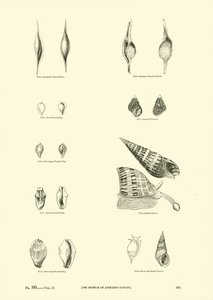Page from The Pictorial Museum of Animated Nature
