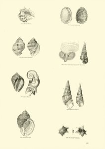 Page from The Pictorial Museum of Animated Nature by English School