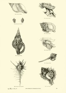 Page from The Pictorial Museum of Animated Nature