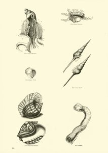 Page from The Pictorial Museum of Animated Nature