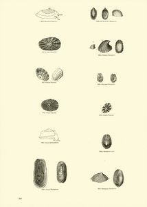 Page from The Pictorial Museum of Animated Nature by English School