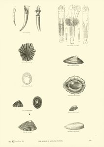 Page from The Pictorial Museum of Animated Nature by English School