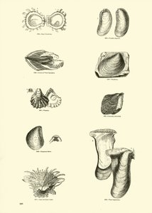 Page from The Pictorial Museum of Animated Nature
