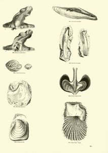 Page from The Pictorial Museum of Animated Nature by English School