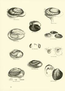 Page from The Pictorial Museum of Animated Nature
