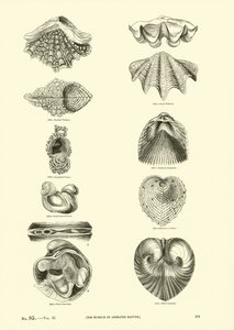 Page from The Pictorial Museum of Animated Nature by English School