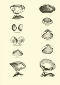 Page from The Pictorial Museum of Animated Nature