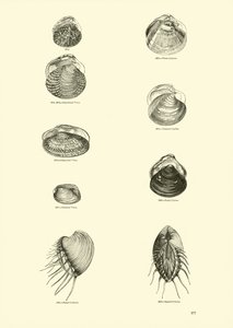 Page from The Pictorial Museum of Animated Nature