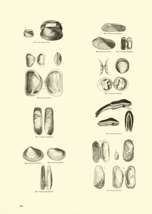 Page from The Pictorial Museum of Animated Nature
