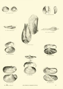 Page from The Pictorial Museum of Animated Nature by English School