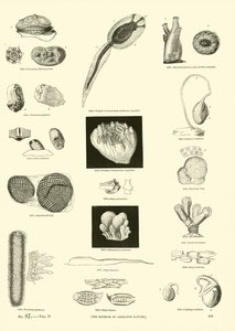 Page from The Pictorial Museum of Animated Nature by English School