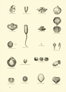 Page from The Pictorial Museum of Animated Nature