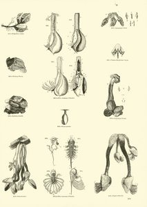 Page from The Pictorial Museum of Animated Nature
