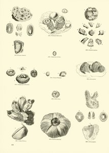 Page from The Pictorial Museum of Animated Nature by English School