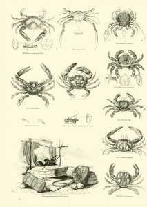 Page from The Pictorial Museum of Animated Nature