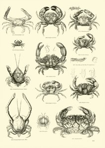 Page from The Pictorial Museum of Animated Nature by English School