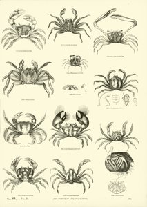 Page from The Pictorial Museum of Animated Nature