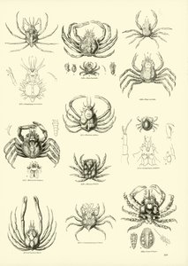 Page from The Pictorial Museum of Animated Nature