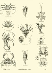 Page from The Pictorial Museum of Animated Nature