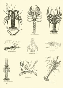 Page from The Pictorial Museum of Animated Nature by English School