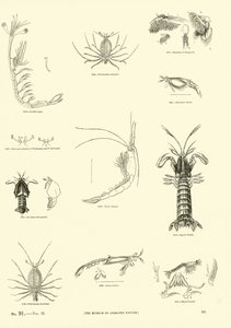 Page from The Pictorial Museum of Animated Nature