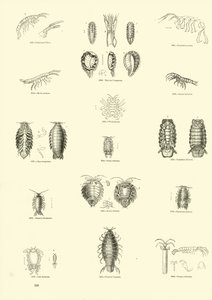 Page from The Pictorial Museum of Animated Nature