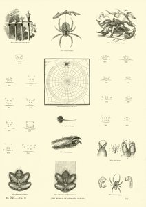 Page from The Pictorial Museum of Animated Nature by English School