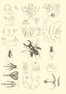 Page from The Pictorial Museum of Animated Nature