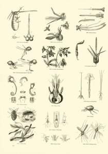 Page from The Pictorial Museum of Animated Nature