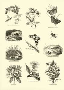 Page from The Pictorial Museum of Animated Nature