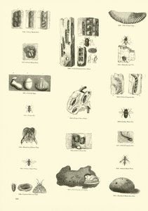 Page from The Pictorial Museum of Animated Nature by English School