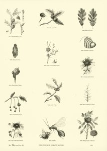 Page from The Pictorial Museum of Animated Nature by English School