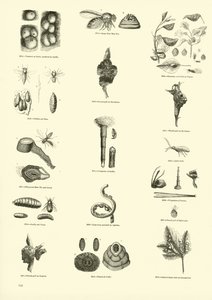 Page from The Pictorial Museum of Animated Nature by English School